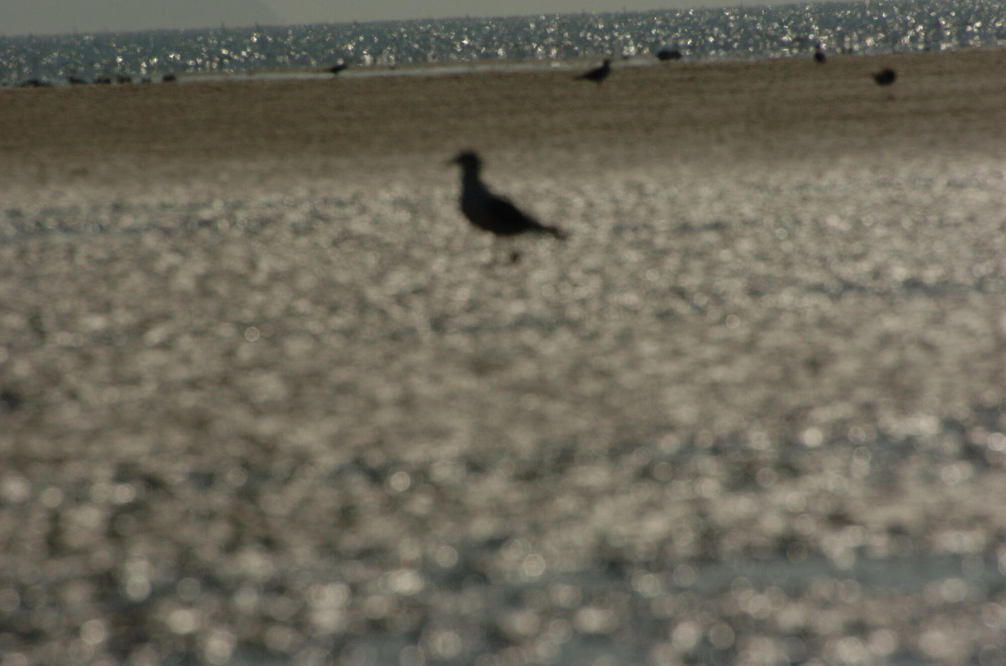 A blurred bird standing on a reflective tidal flat.